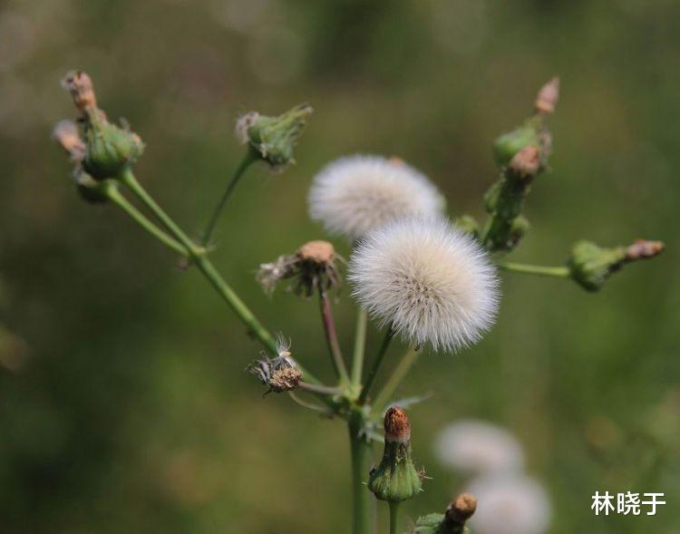 生肖|12生肖：11月份“桃花运”超好的4大生肖，爱情来了挡不住！