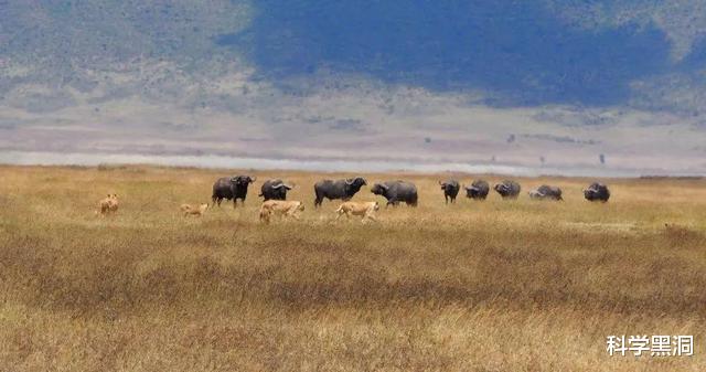 非洲|都说牲畜繁殖交配六亲不认，那么流浪雄狮长大后还认识母亲吗？