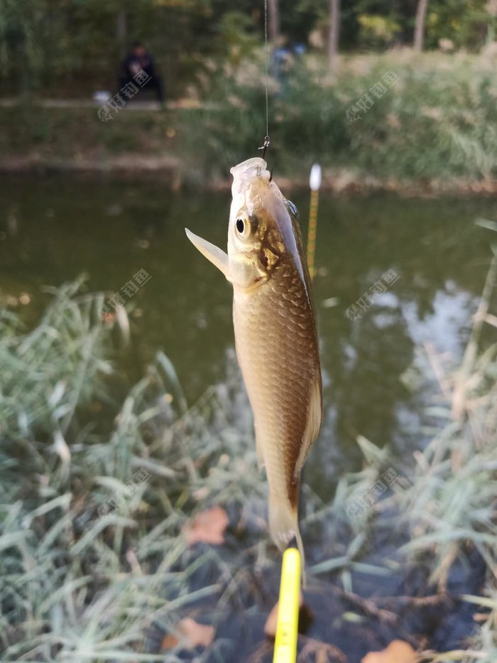 婺城|周末回老家再战小河沟，收获鲫鱼一桶