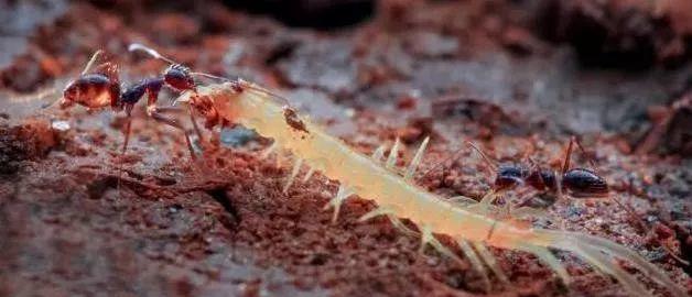 蜈蚣|奇特的天敌关系,渺小的蚂蚁是蜈蚣的天敌,也是最大的敌人之一