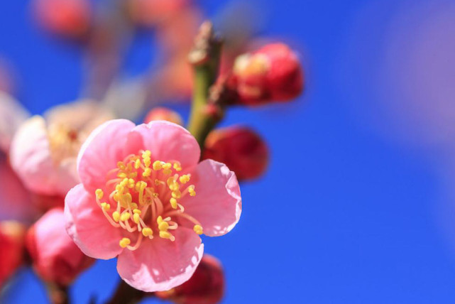 生肖|8月一到，3生肖运程一飞冲天，三星高照，八方来财，家运昌隆