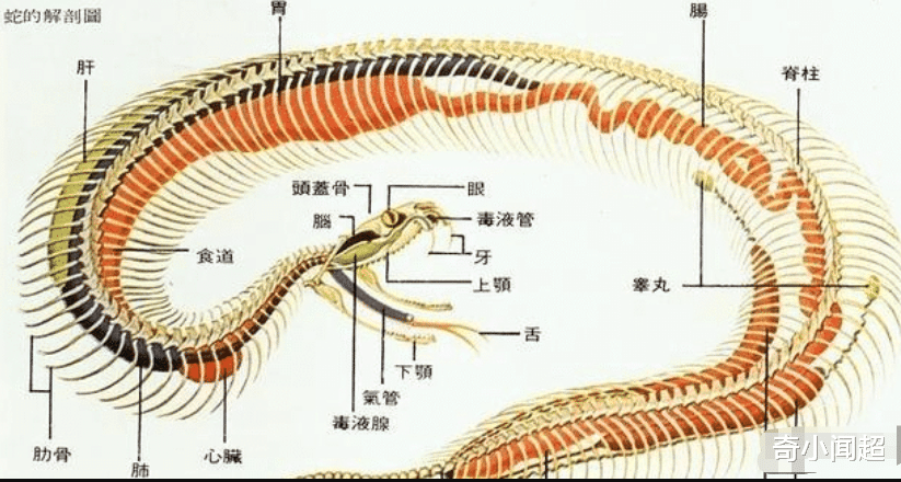 「蛟龙号」为何对付蛇要攻击它们\七寸\？直接打它的脑袋不更好？斗蛇人：我都不敢