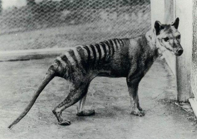 野猪|渡渡鸟的灭绝真的是因为笨吗？事实上与猪有关