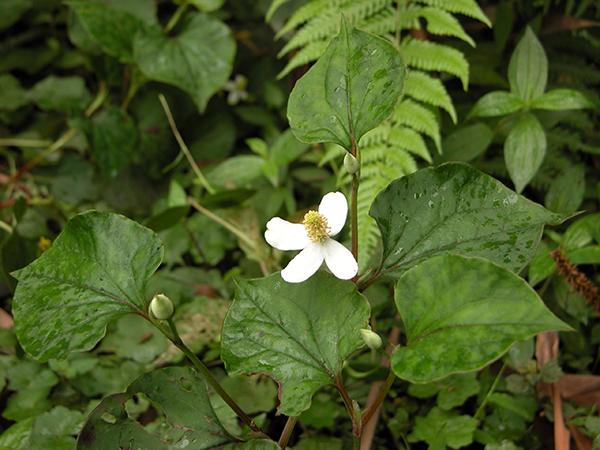 「妇科炎症」妇科炎症最怕“它”,每天吃一点,消炎排毒,子宫越来越健康