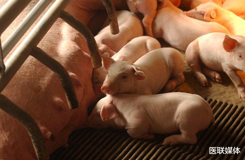 『饮食』脑梗的出现,或与餐桌上的这3类食物有关,得忌口了