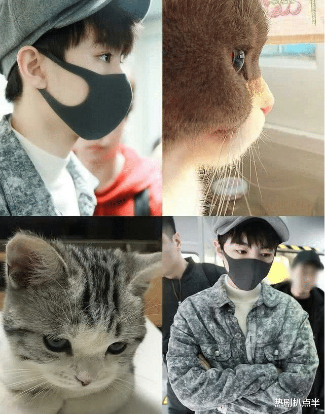 [娱乐圈]娱乐圈动物系长相大盘点，猴系鲶系长相吃香，肖战赵丽颖也被归类