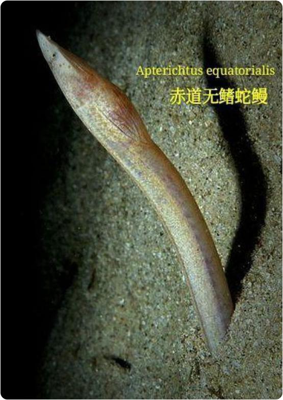 蟾蜍|最恐怖的毒蛇：钻入猎物活体内开始吞噬，吃完内脏时外表还完好