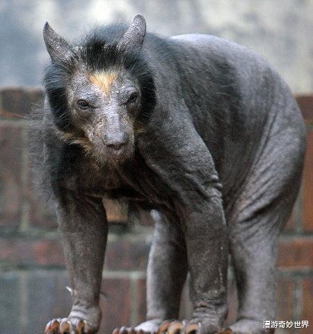 |北极熊皮肤是黑色的?20个颠覆三观的冷知识,看完姿势大涨!