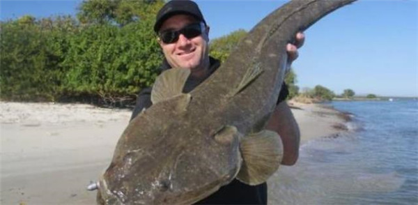 潮汕|这鱼在我国不值钱，潮汕人懂它的价值，到了日本摇身一变成高档货