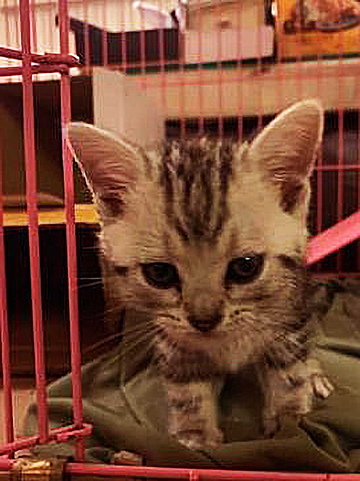 女子怕小猫偷吃，将食物全藏好，却发现低估了它，画面让人笑喷！