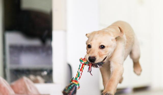 ＂狗狗太胖危害大！做好这几点，快速减肥，身体轻盈更健康＂