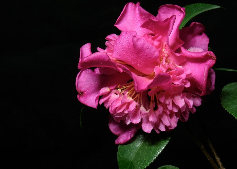 『生肖』下个月期间，良缘加持，邂逅命定良人，天作之合好姻缘的四大生肖