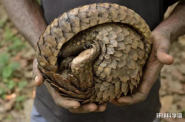 「科学家」准不准,地球已5次大灭绝,研究称第六次加速中,人类能避开吗?