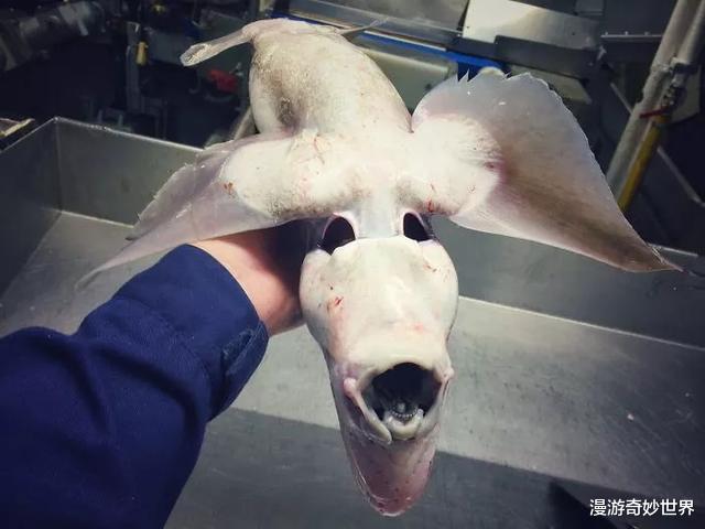 地球其实是外星人的鱼缸?不信你看这些海洋生物的长相!