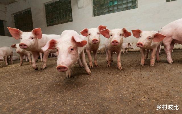 豬價“五連跌”，4萬噸凍肉陸續投放市場，豬肉價格下降瞭嗎？-圖3