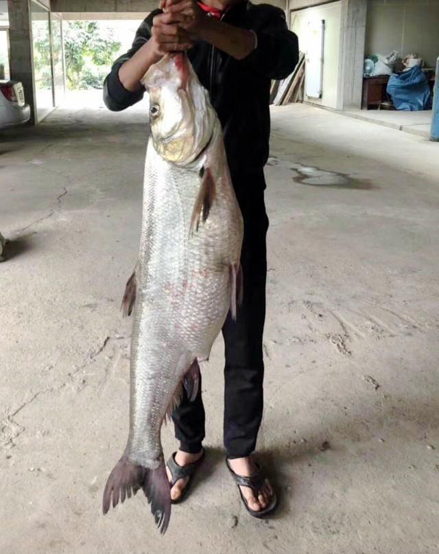 『』长了十几年的“翘嘴鱼王”被人钓起，是放生还是清蒸？