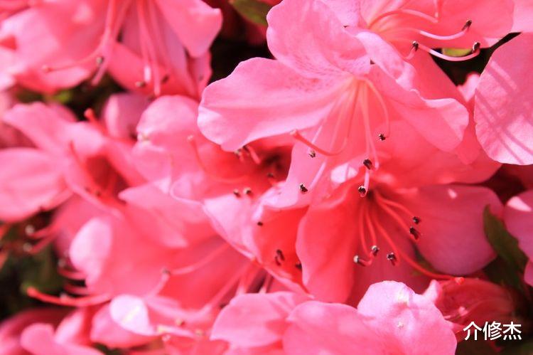 生肖|9月真爱降临，4生肖迎来甜美爱情，成就美满姻缘！