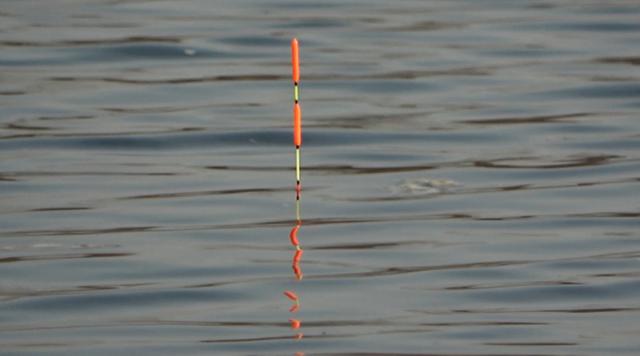 「」钓鱼：浮漂调钓与饵料有怎么的关系？