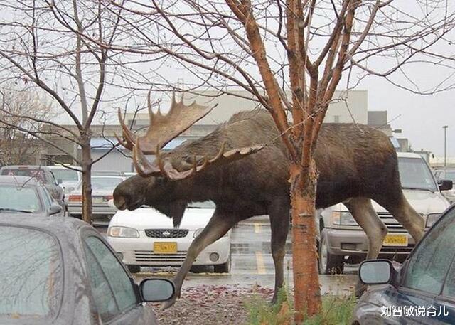 狮子|37张罕见“大”动物照片：看了熊掌和人类对比照，才知道熊多可怕