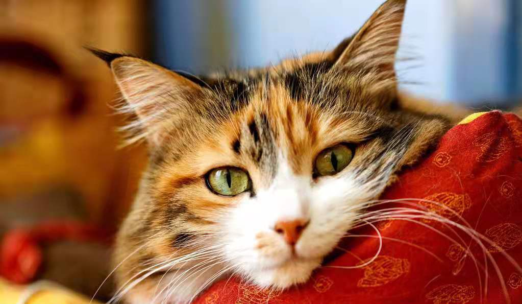 猫，可爱的毛绒，高冷界代表