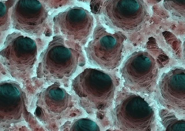 显微镜|25张显微镜下事物的神奇照片，看了巧克力饼干很难有食欲