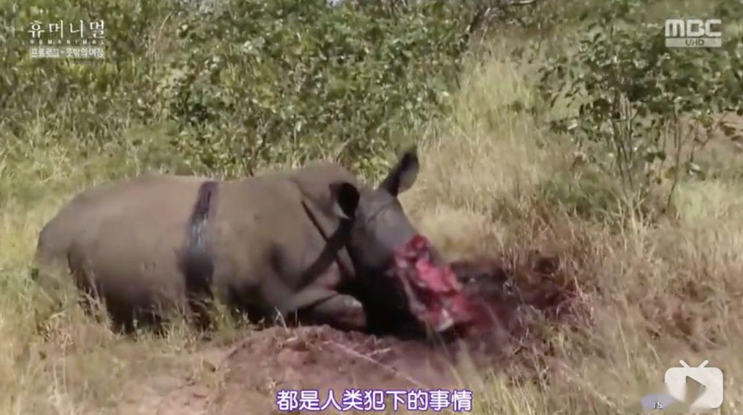 [鲸鱼]我们的星球怎么了, 2020年的魔力仍在继续，灾难频繁发生