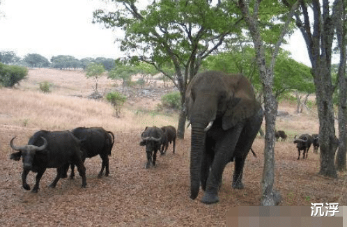 大象|\野牛的大象女王：母象统治野牛群几十年\