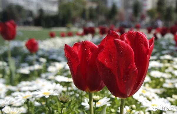 生肖|9月，鸳鸯传情，旧爱回归，3生肖情根深种，破镜重圆，再续前缘