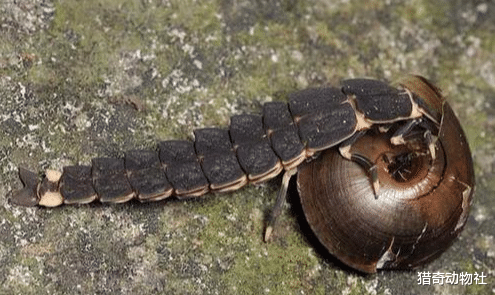 『生物考古』萤火虫捕猎蜗牛靠毒液，如果在注射毒液后，萤火虫没吃，蜗牛能生还吗？