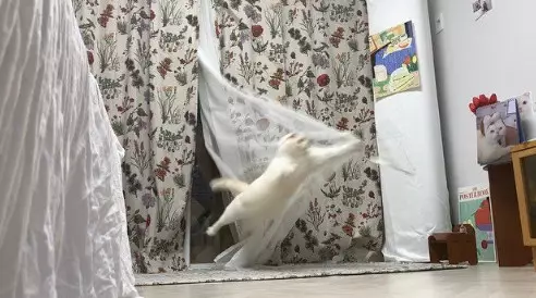 猫咪玩窗帘玩到飞起，旋转跳跃我闭着眼