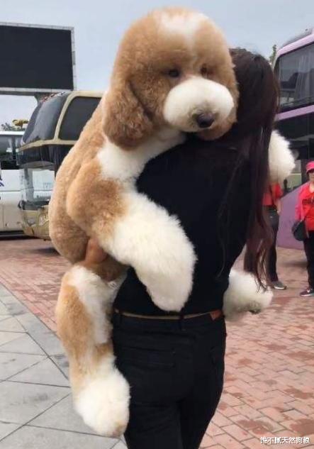 边境牧羊犬|买得起养不起的8种狗，很多人表示后悔不已