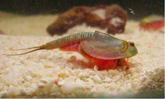 恐龙|活了2亿年的生物，逃过了5次大灭绝，最后却被人类用来喂鸡