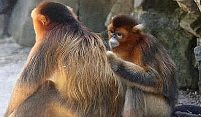 正专心给老公捉虱子，公猴突然站起放屁，母猴炸锅