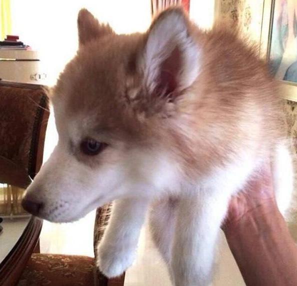 「」张若昀晒出自己的家，房子装修像个平房一样，唐艺昕也太包容了