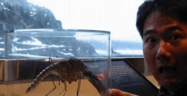 蚊子|人类发现比鸟还大的蚊子