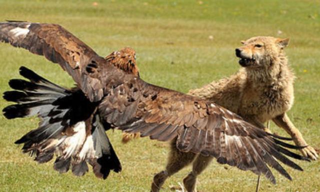 |它是狼的天敌,而且专门吃狼,光听名字就让狼闻风丧胆