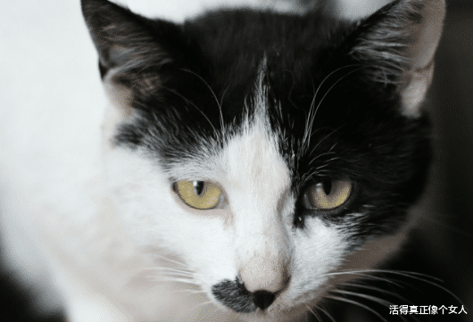 中华田园猫: 不是我吹, 什么品种猫都根本就不是我的对手!