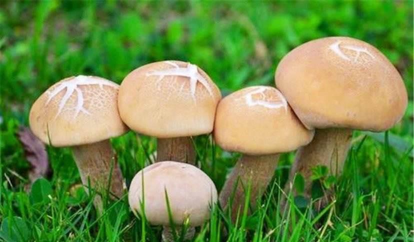 后代|人类丁丁为啥一脸「蘑菇样」？无意撞脸还是进化上的优势？