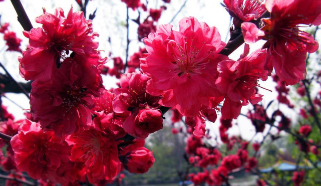 旧爱|从10月2号开始喜气满满，富贵不愁，事业顺利的三生肖