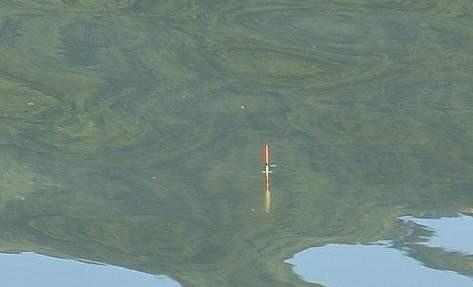 []钓条不认识的鱼，像鱼又像泥鳅，满嘴钢牙，你认识吗？