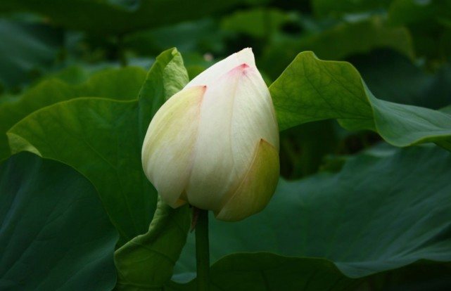 #运势#7月开始横财一波接一波,不缺贵人,富贵十足的四大属相