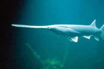 「长江」灭绝的长江鱼王再现身？重庆有人钓起“长嘴怪鱼”，像极白鲟