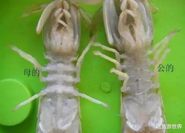 皮皮虾▲皮皮虾还分“公母”?公的好吃?还是母的好吃?让老渔民告诉你!