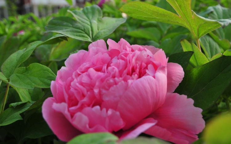 生肖|7月开始偏财接连不断，穷日子熬到头，盼来好运的生肖