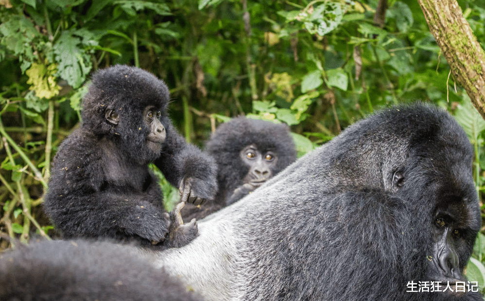 豹子|银背大猩猩肌肉发达，成年以后没天敌？天敌不缺，遇到了就只能逃