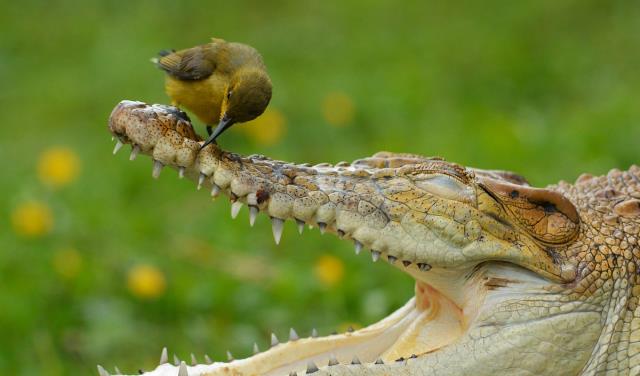 鲨鱼|动物从不刷牙，人类的牙齿天天刷，为什么人类牙齿还是不如动物？