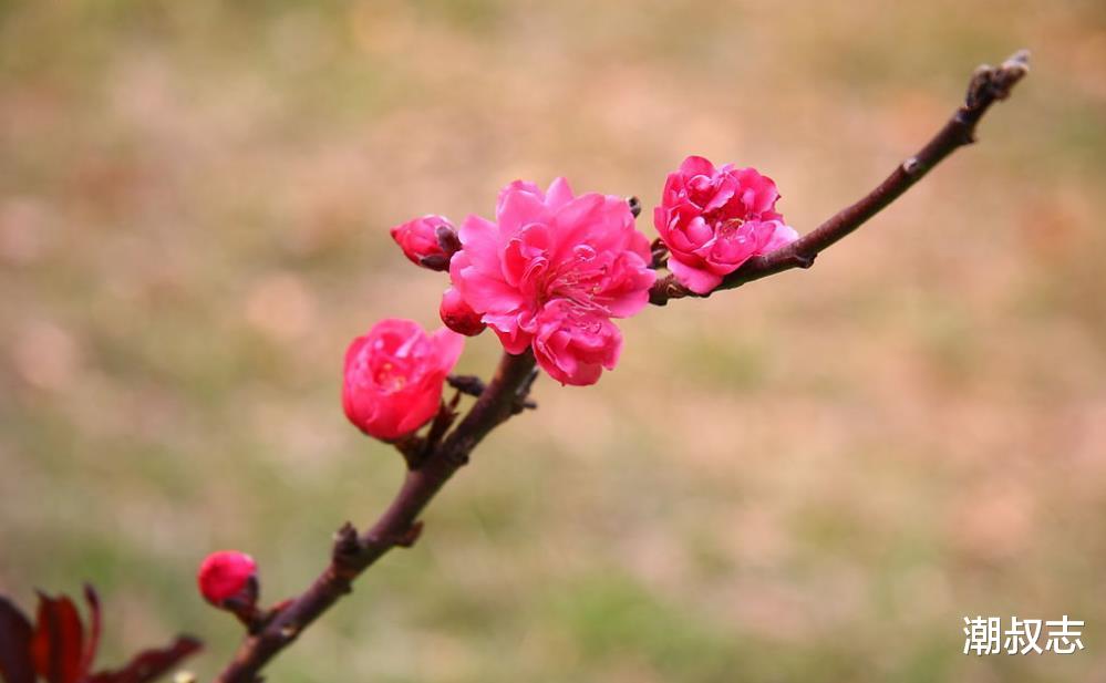运势▲未来一月,横财运势高买彩票易中奖的生肖