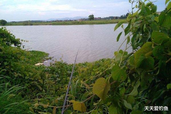 【】夏季野钓秘诀：时机和钓位关系成败，牢记这些法则，不愁钓不到鱼