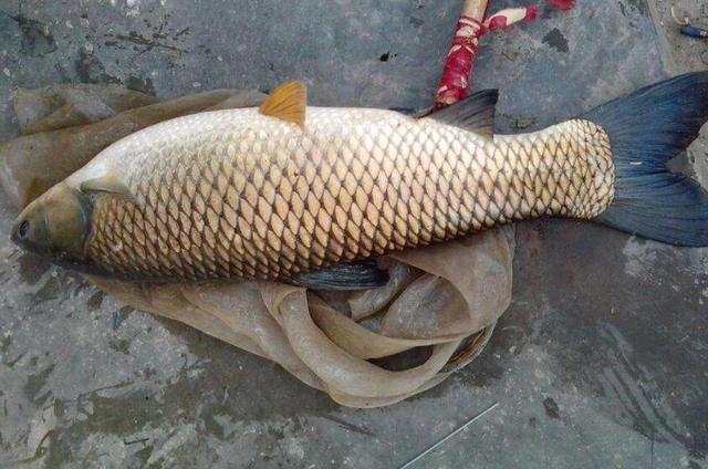 |秋天狂拔草鱼，我就只服这3招，简单又实用---皇禾钓具