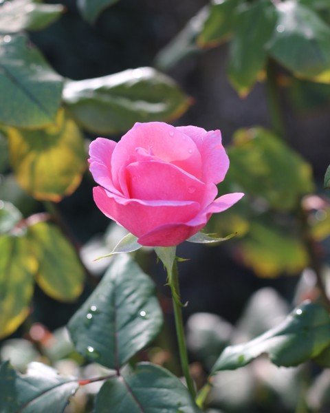 生肖|最近十天，这四大生肖终于苦尽甘来，财富爱情双丰收！